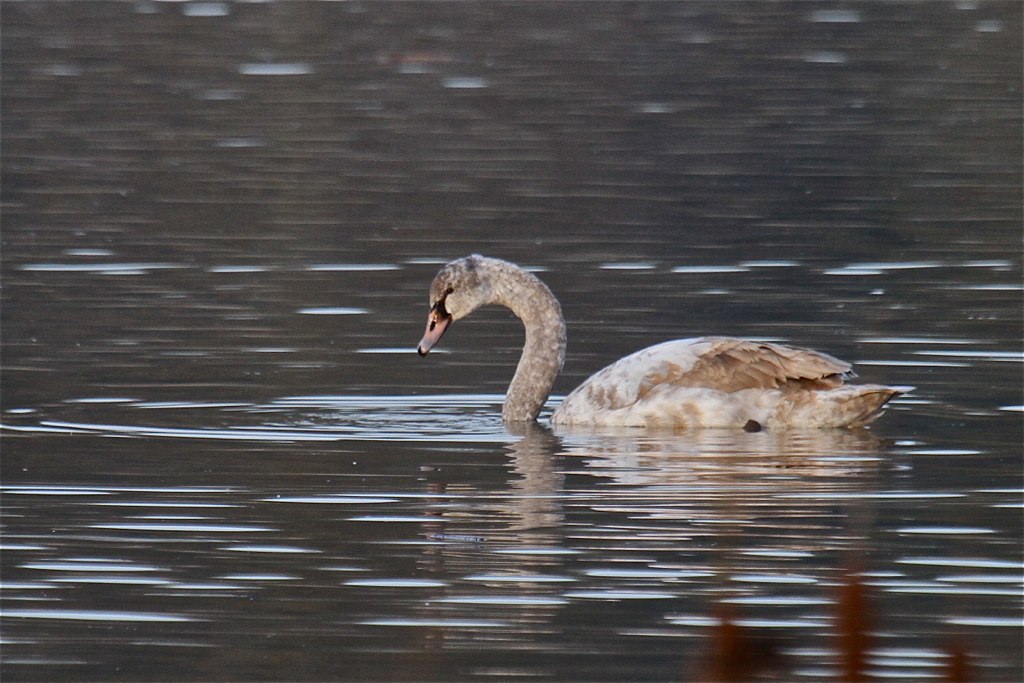 Bird Hybrids March 2016