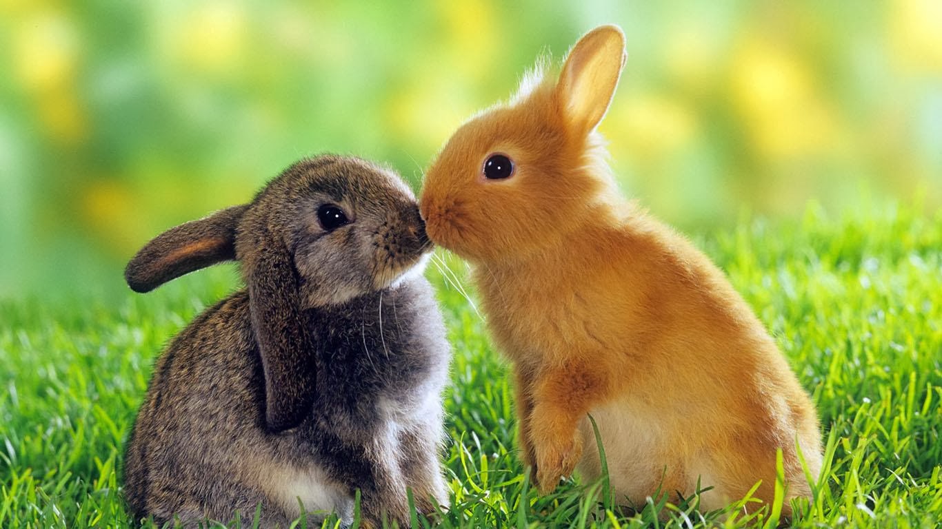 64+ Gambar Binatang Romantis Lucu Kekinian 64+ Gambar Binatang Romantis Lucu Kekinian