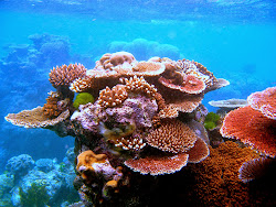 coral sea reef reefs rainforest wikipedia ocean flynn under underwater polyps outcrop animal