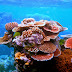 Coral reefs - the rainforest of the sea