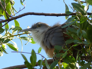Coccyzus merlini - Tacco de Cuba Coccyzus merlini - Tacco de Cuba