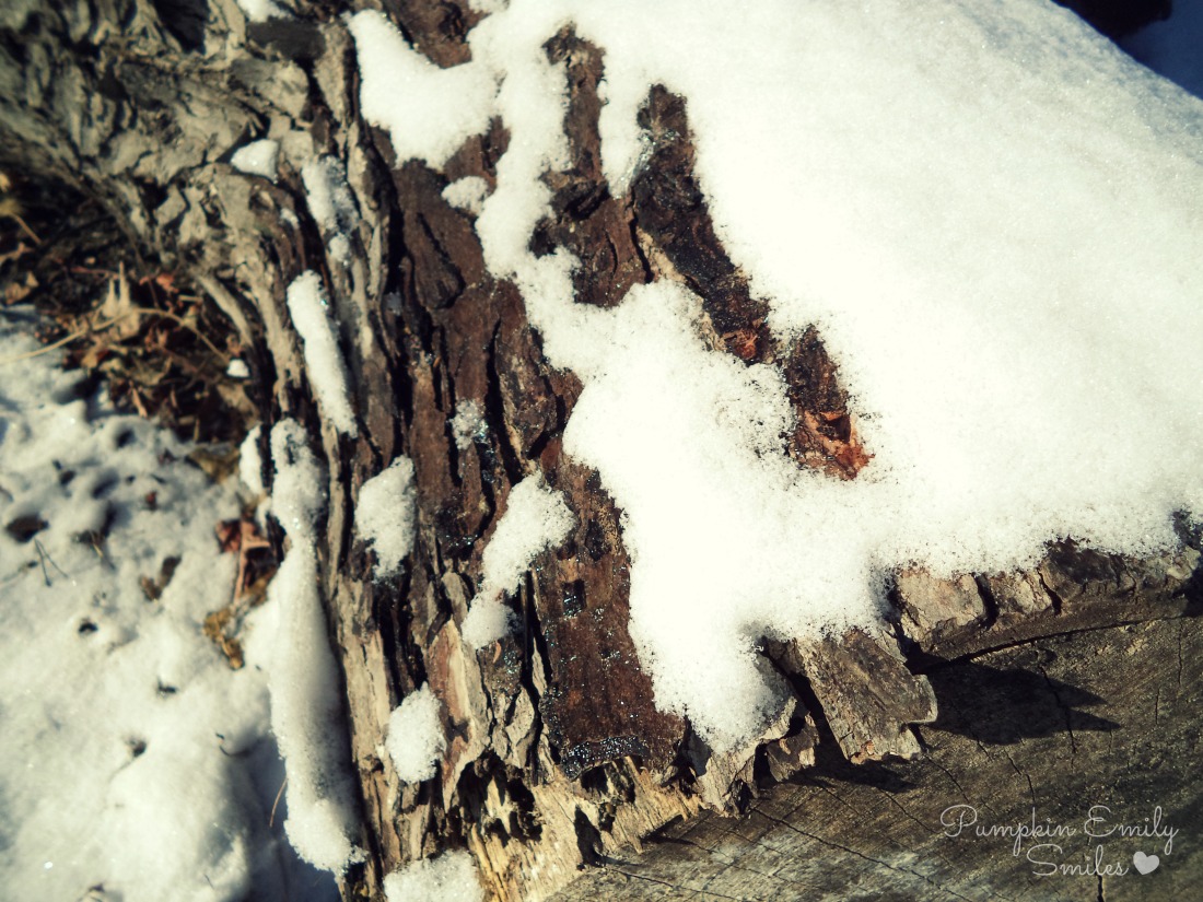 Snow on a tree log.