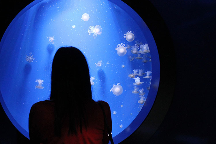 Invierno en Valencia; Oceanografic