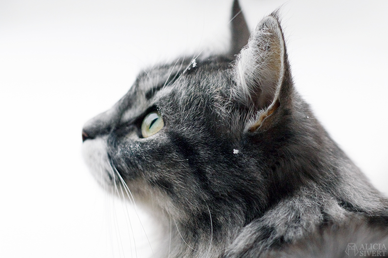 Cat in snow, photo by Alicia Sivertsson.