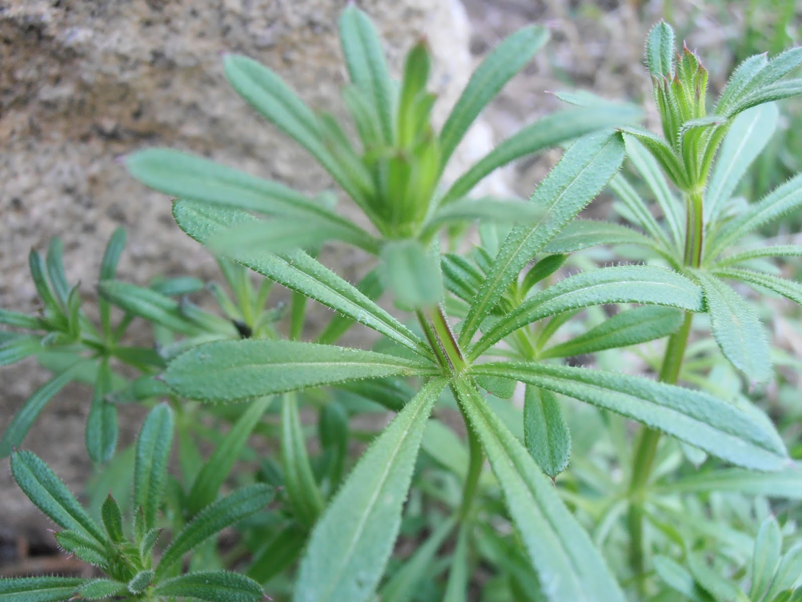 amor-de-hortelano-galium-aparine-plantas-riomoros