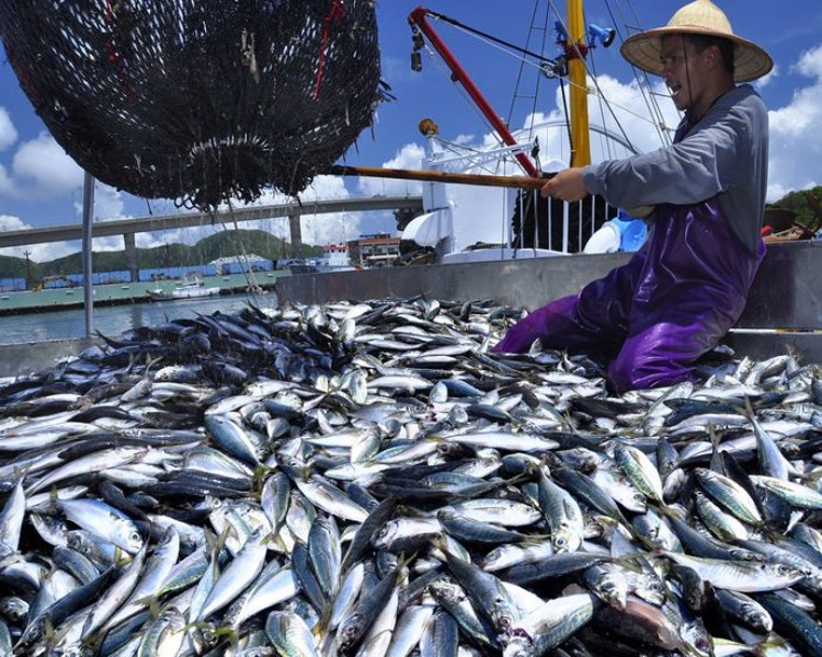 Finding Wholesale Mackerel Price is Possible with These Guides Horse