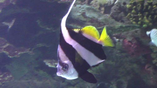Pennant Coral Fish Pennant Coral Fish