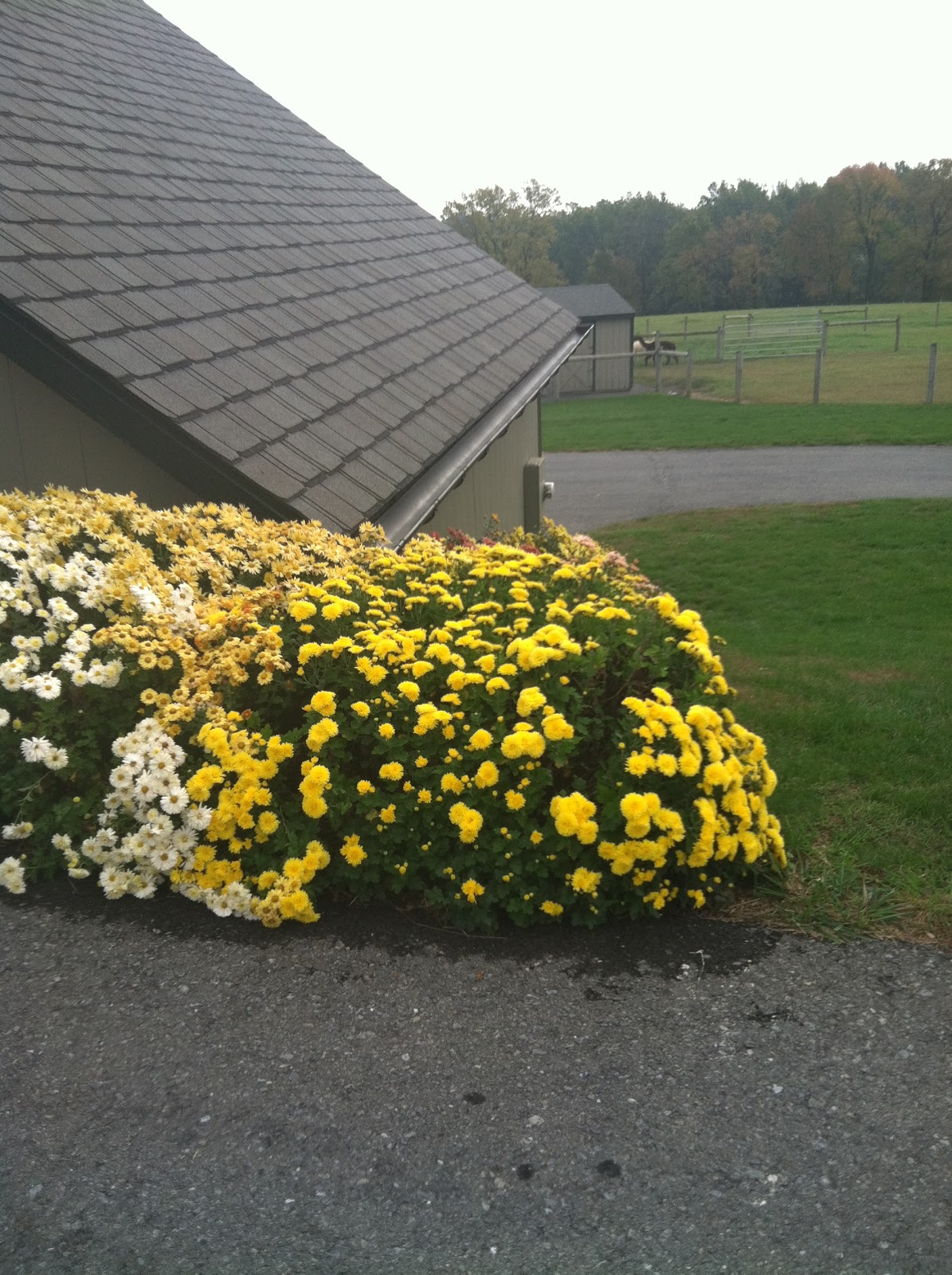 The Ultimate Life List LIFE LIST ALPACA FARM