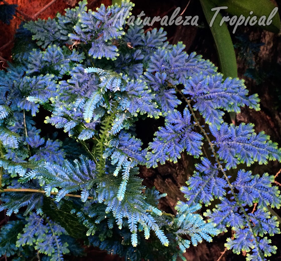  Fotografía del helecho Azul, Selaginella willdenowii