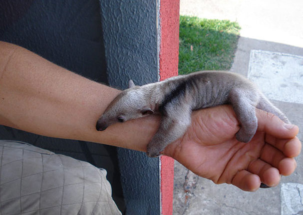 Baby Animals: Baby Ant Eater
