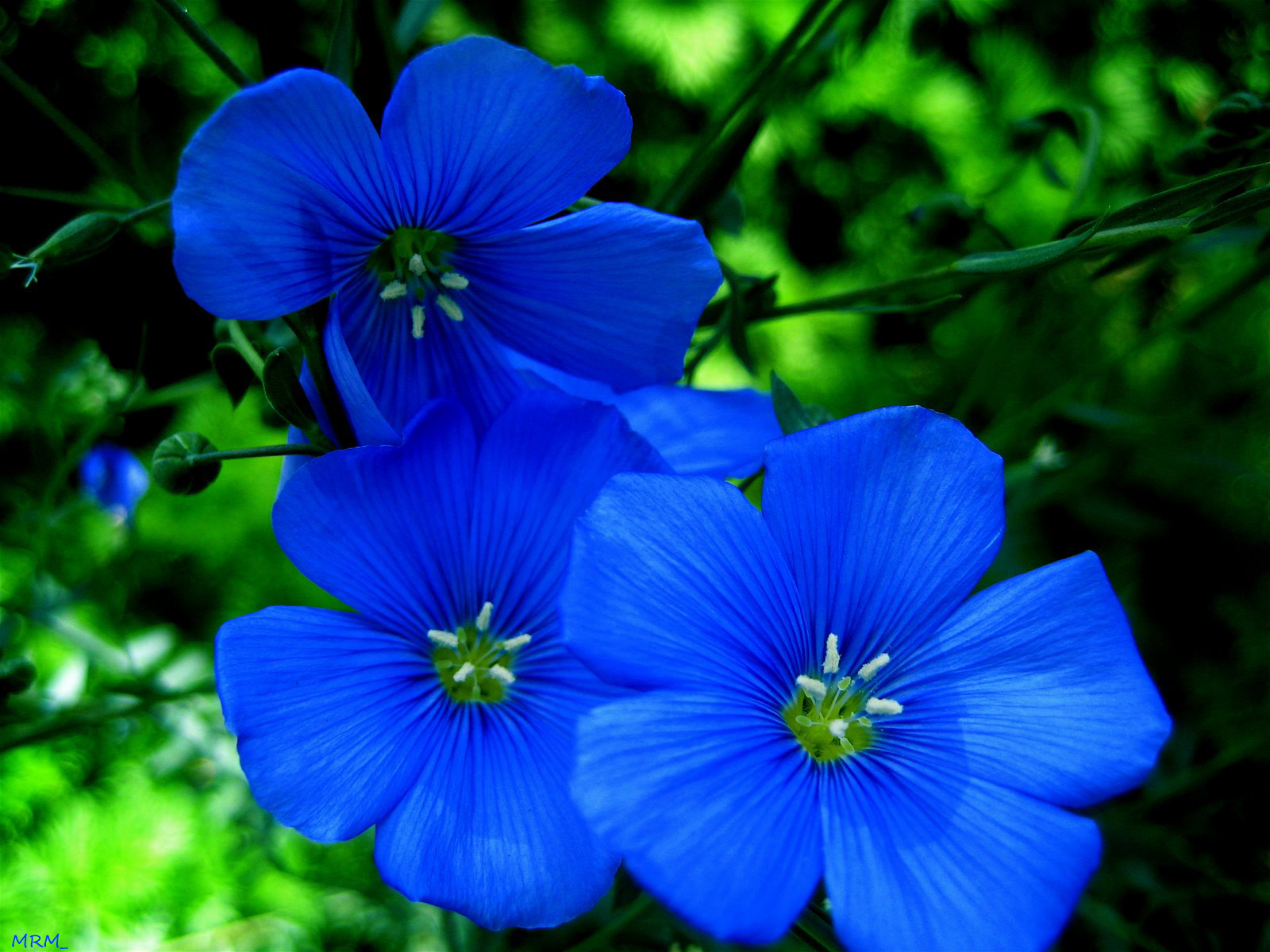 Голубая синь. Синие цветы. Голубые растения. Цветочек голубой. Садовые цветы синие и голубые.