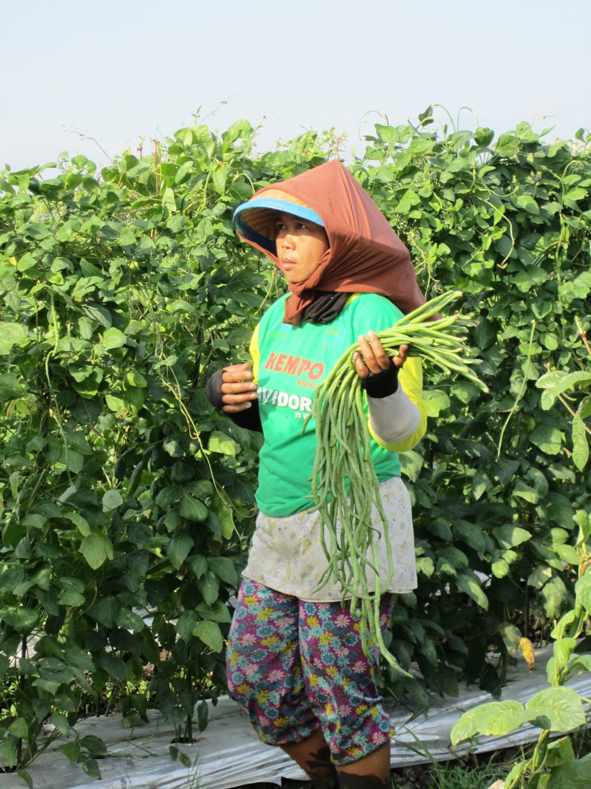 jombang city guide: Agrowisata Taman Sayur Banjarsari : Keukenhofnya