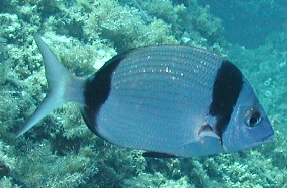 Türkiye Balıkları ve Ayrımı KaragözIsparozIskatariSargozSivriburun