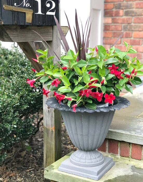 Front stoop flowers in an urn.