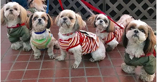 A verdadeira importância dos passeios para os shih tzu