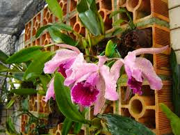 Orquídea plantadas no tijolo.