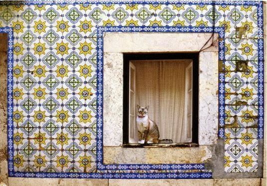 Lisbon cat in window