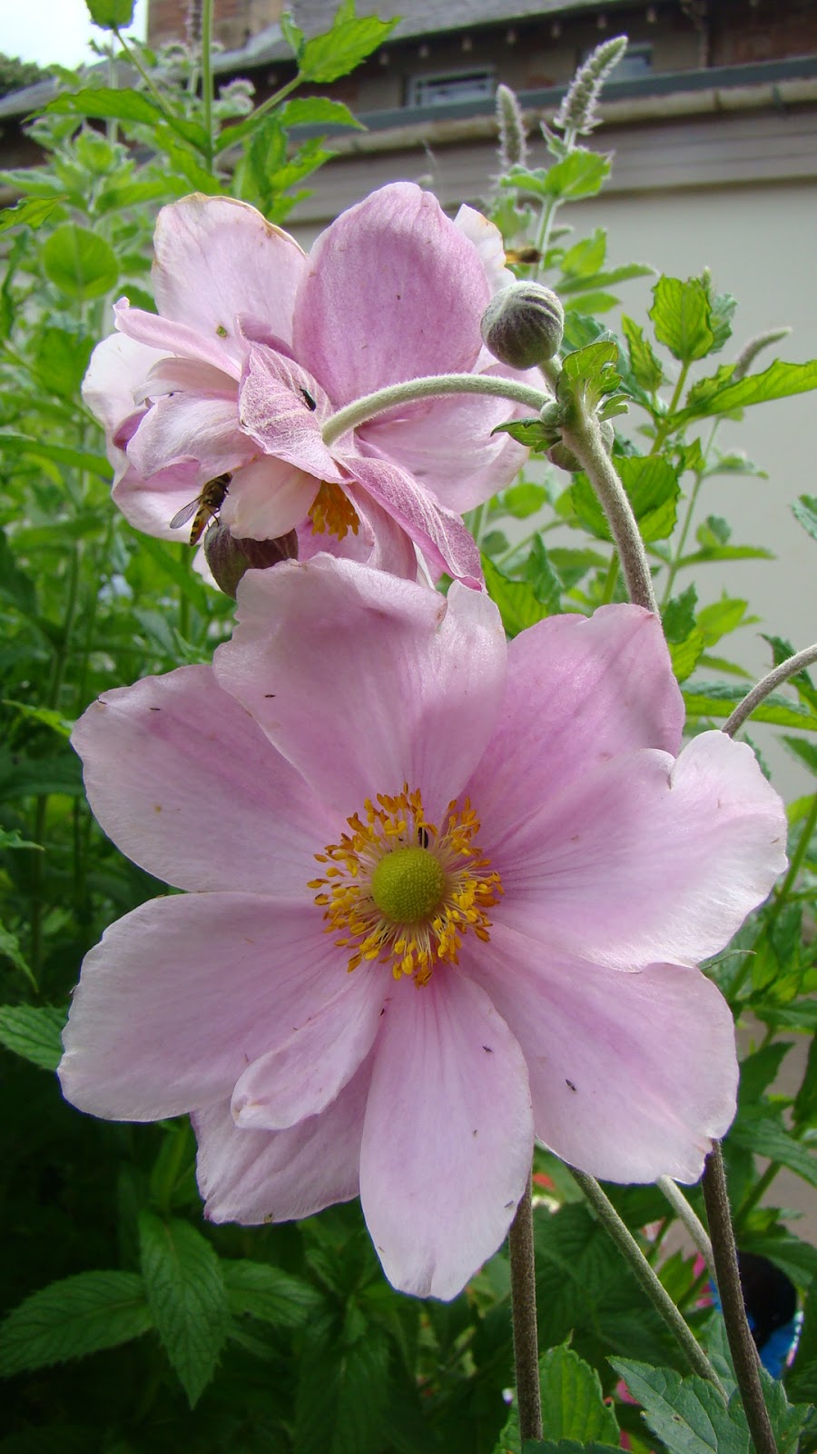 Flowers by Friends Japanese anemone by Liz