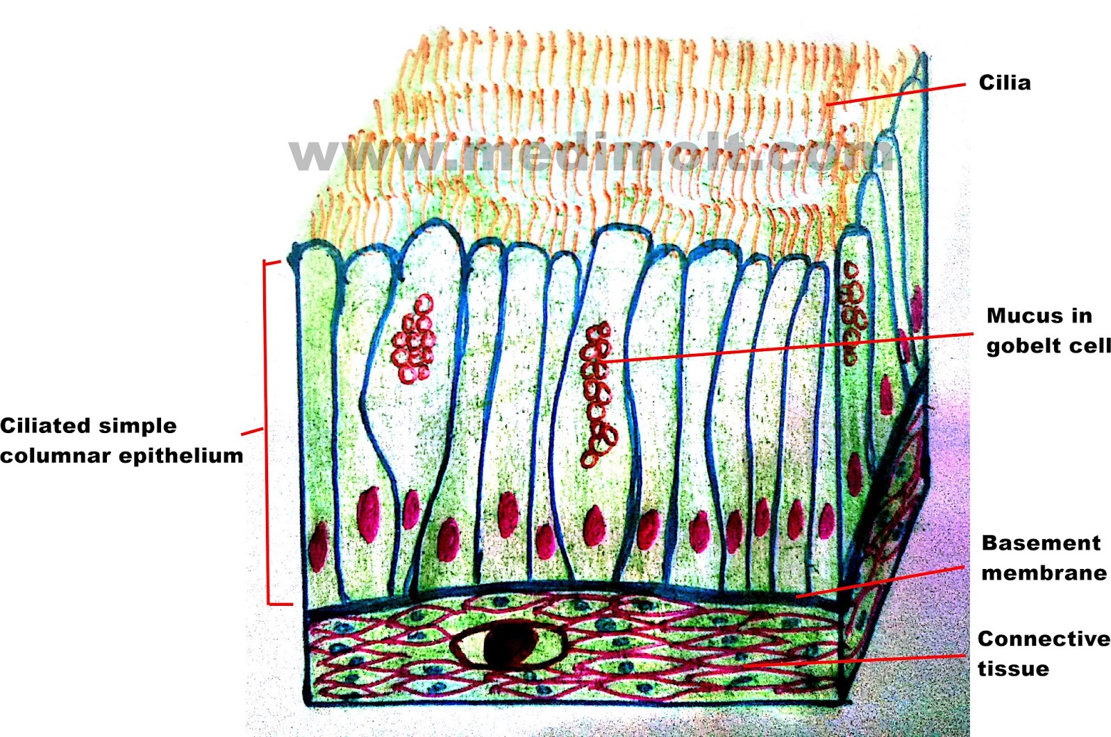 What is Epithelial Tissue Different Types of Structure