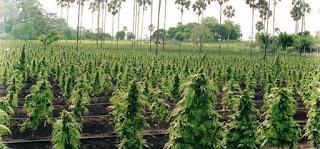 Growing Medical Cannabis