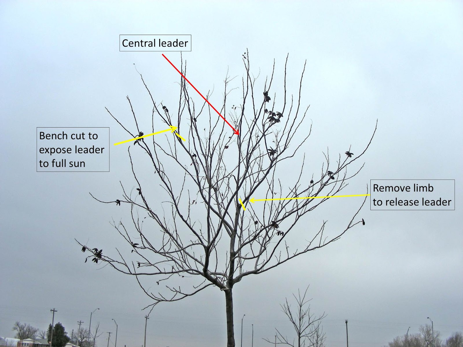 Northern Pecans More dormant pecan pruning