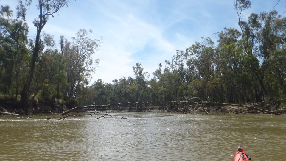 Murray River Kayak. Day 4 1545 to 1489 km to the sea Barham