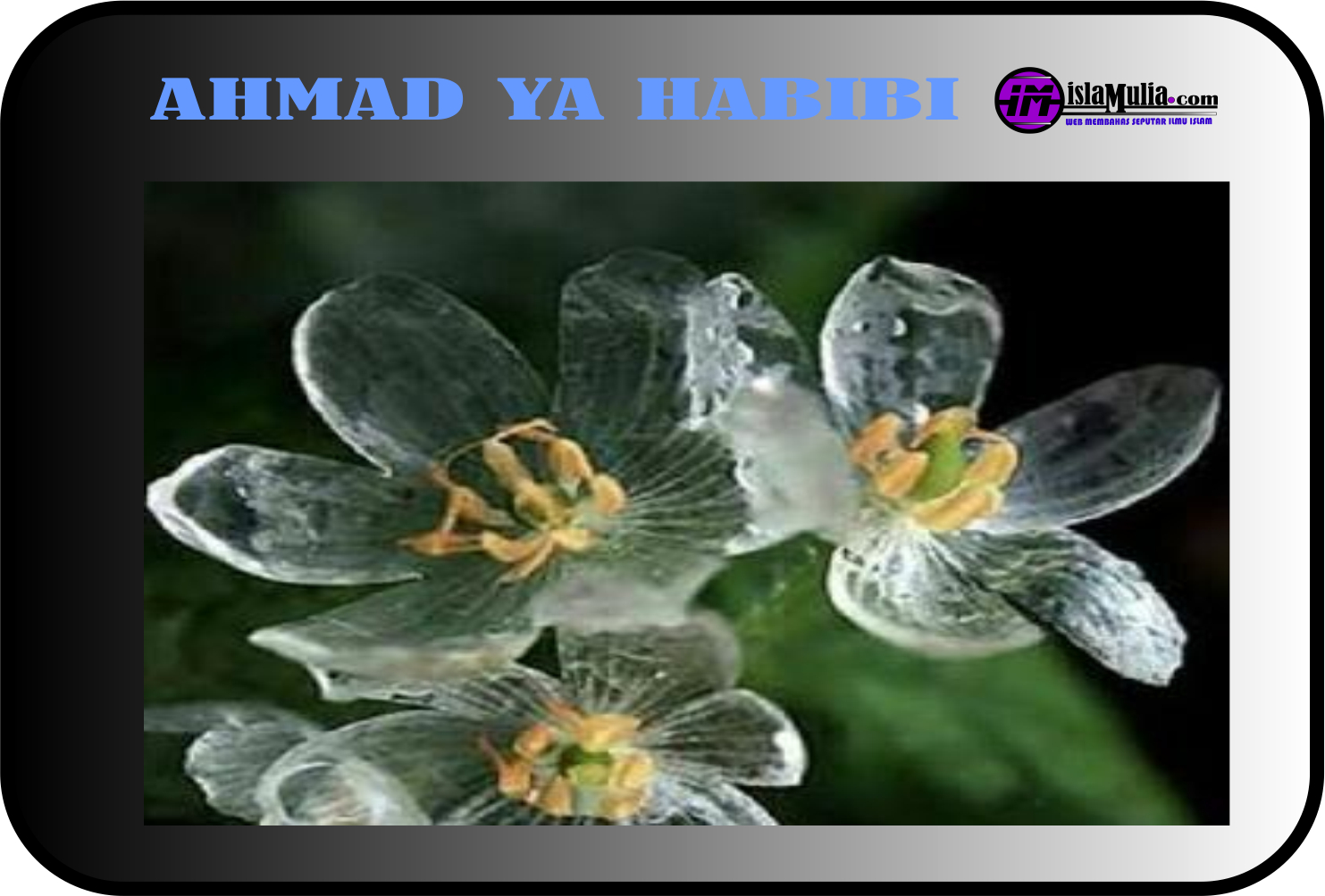 Lirik Sholawat Ahmad Ya Habibi Versi Latin Dan Arabnya - islamulia.com