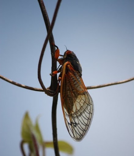 Life Through A Lens: Brood XIX Periodical Cicada 2011
