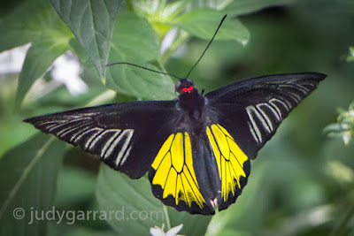 Black and yellow butterfly with pointed wings at Butterfly Wonderland