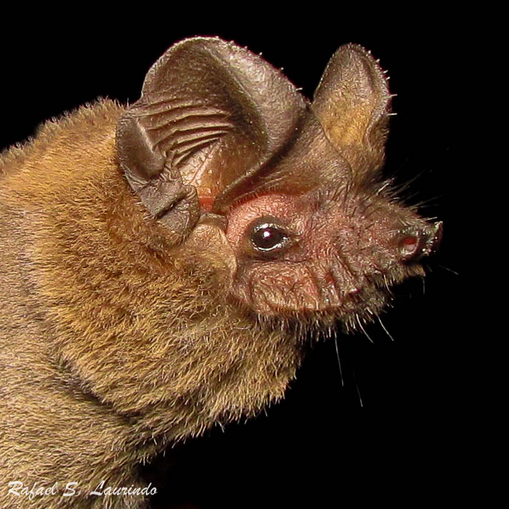 Morcegos do Brasil Tadarida brasiliensis