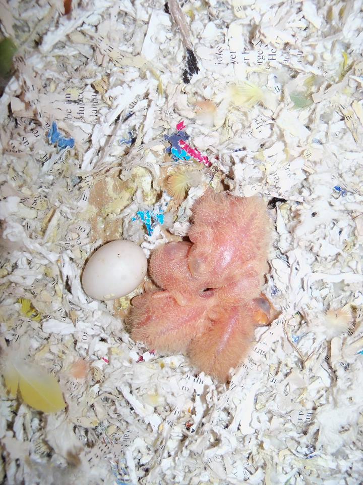 African Grey, Hyacinth Macaws Cockatoos and Fertile Eggs Avalaible