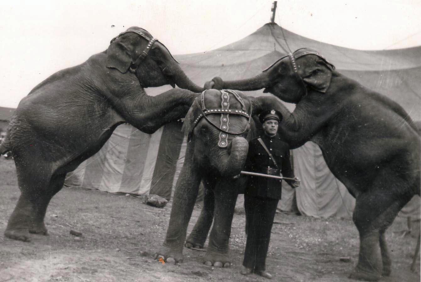 Buckles Blog 6 Elephant Acts