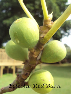 turkey fig tree with figs