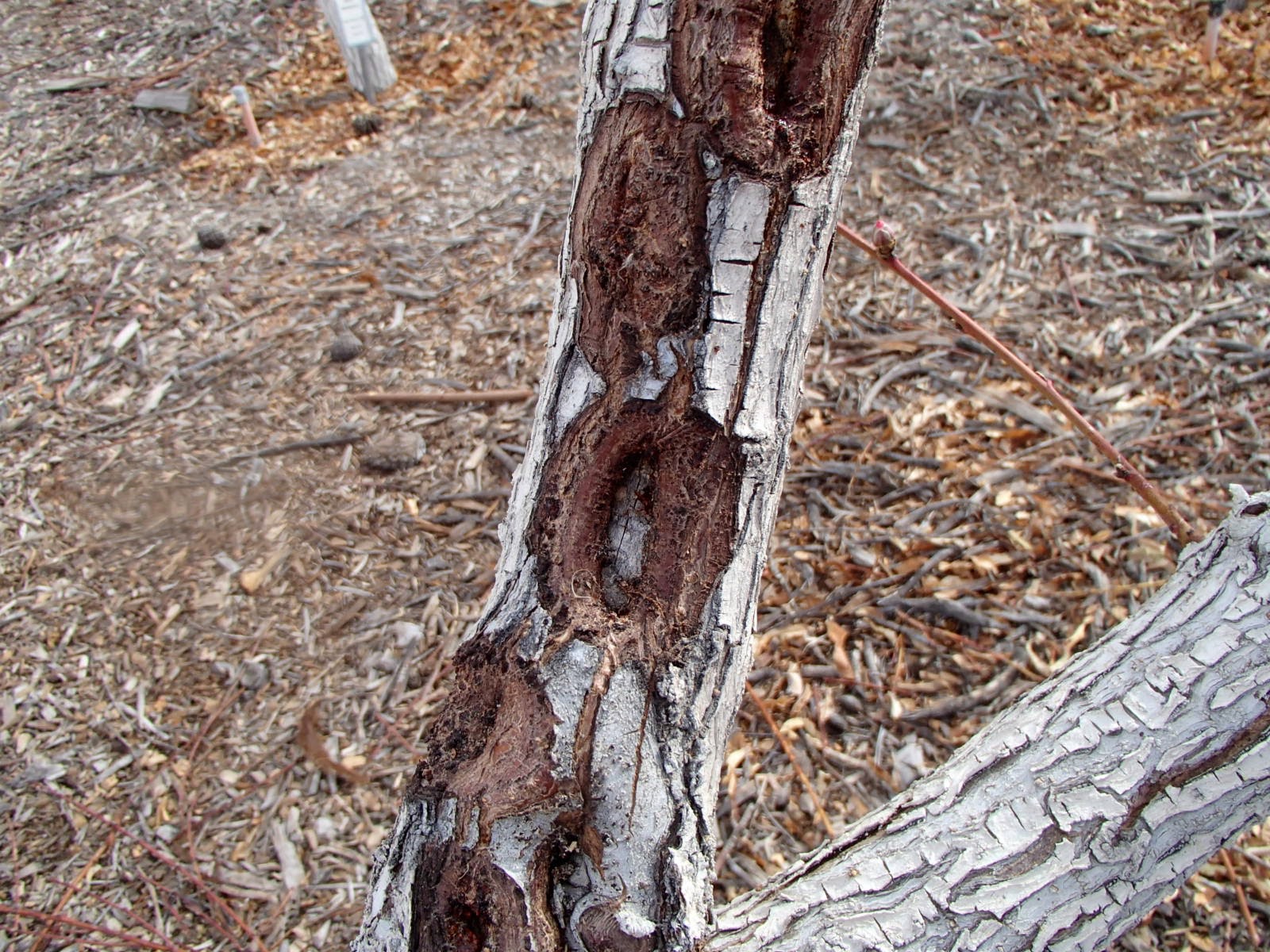 Xtremehorticulture of the Desert Mechanical Control of Borers in Fruit