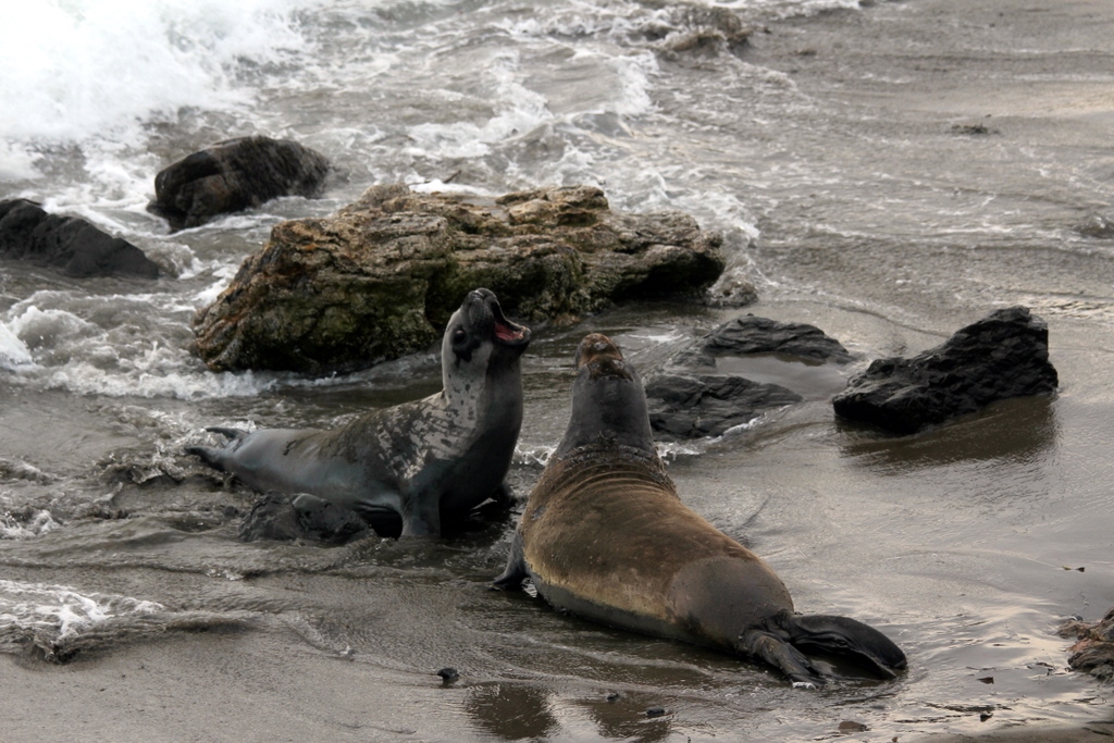 Now n Then Day2 Elephant Seals, Pismo Beach & Ragged Point