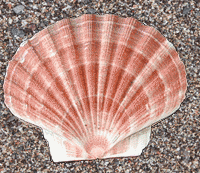 Μυρσίνη, Περσεφόνη, Θέκλα, Μυρτώ χρόνια πολλά