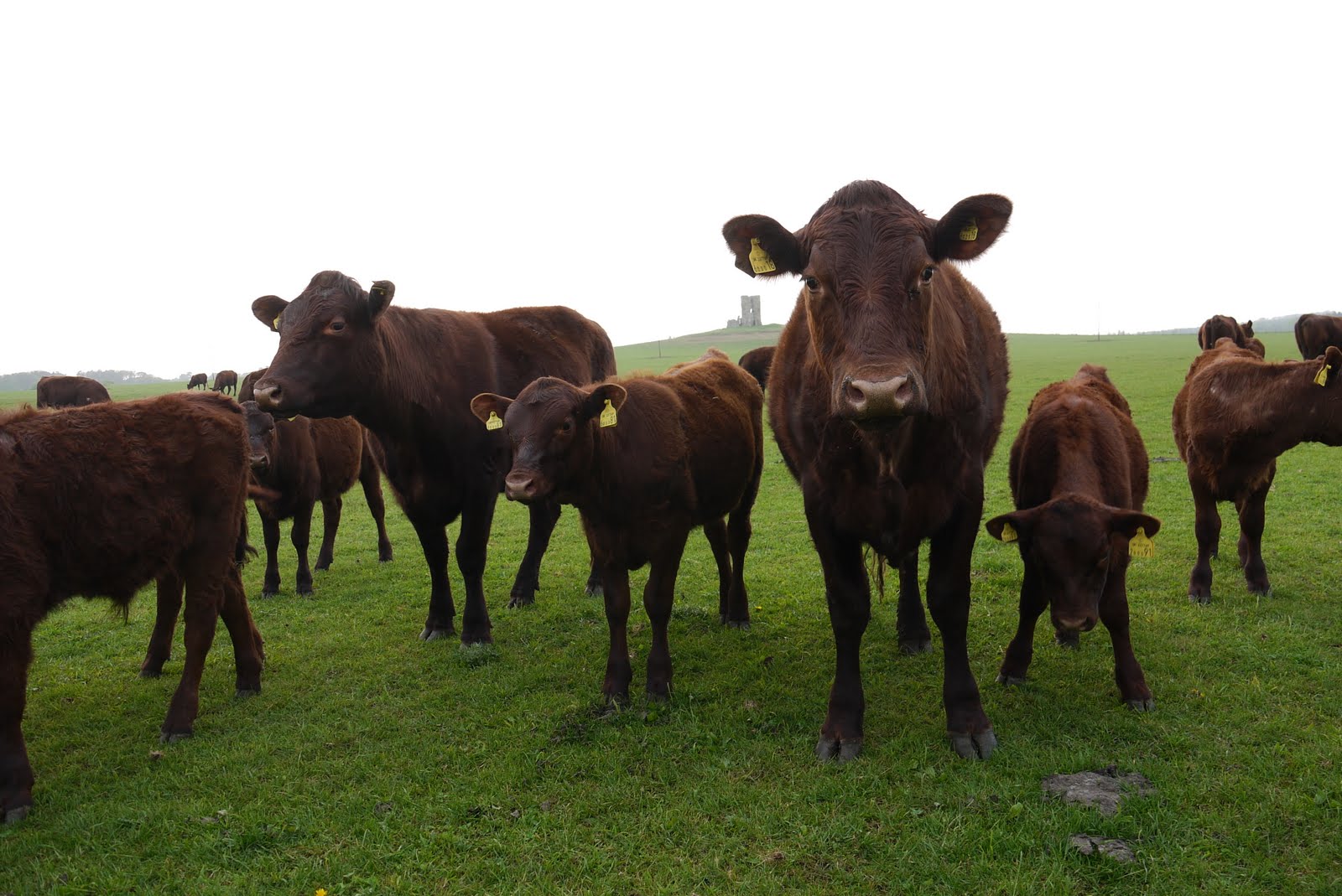 Group Of Cattle 71