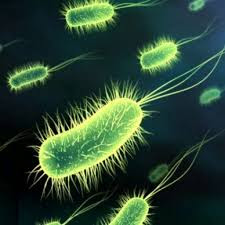 Enfermedades causadas por bacterias