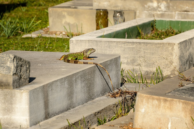 Key West Cemetery Iguana