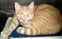 UPDATE 3/21  MANY ADOPTED Beautiful Cats at High Kill Licking Cty Pound Rescue Friendly. Heath OH