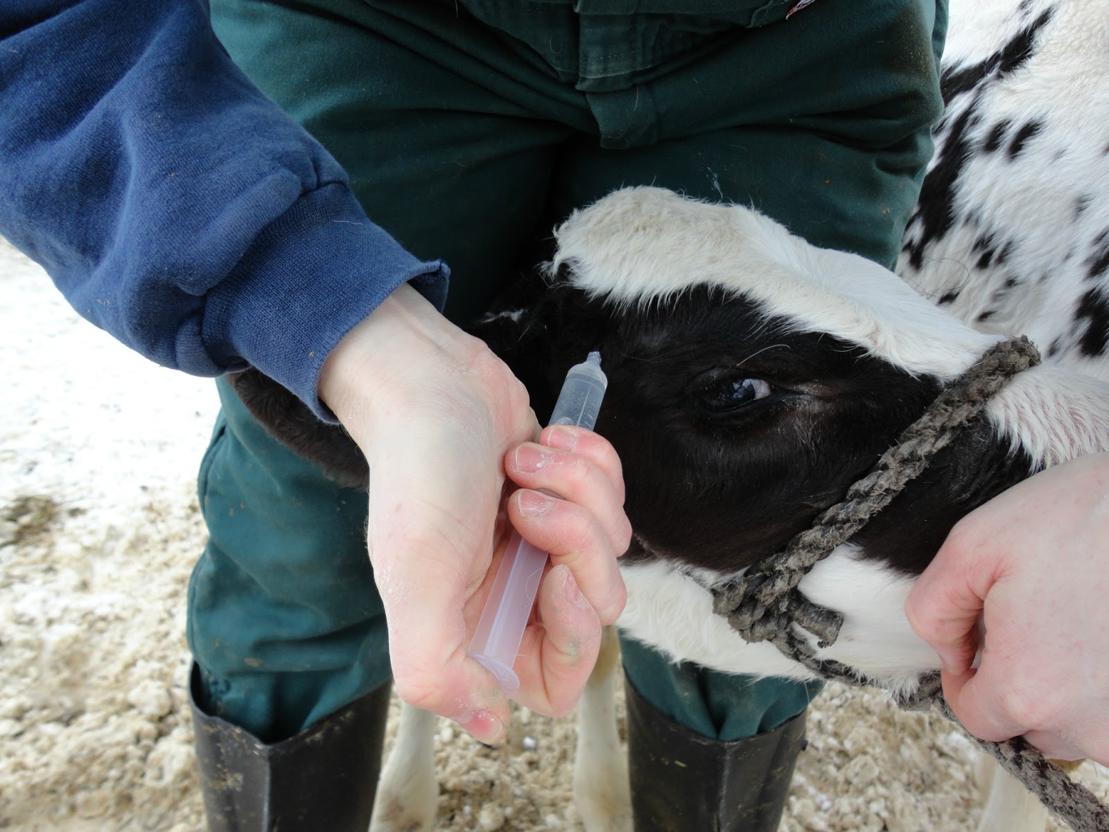 A Day in the Life of a Cow Vet Yup, I "burn" calves...