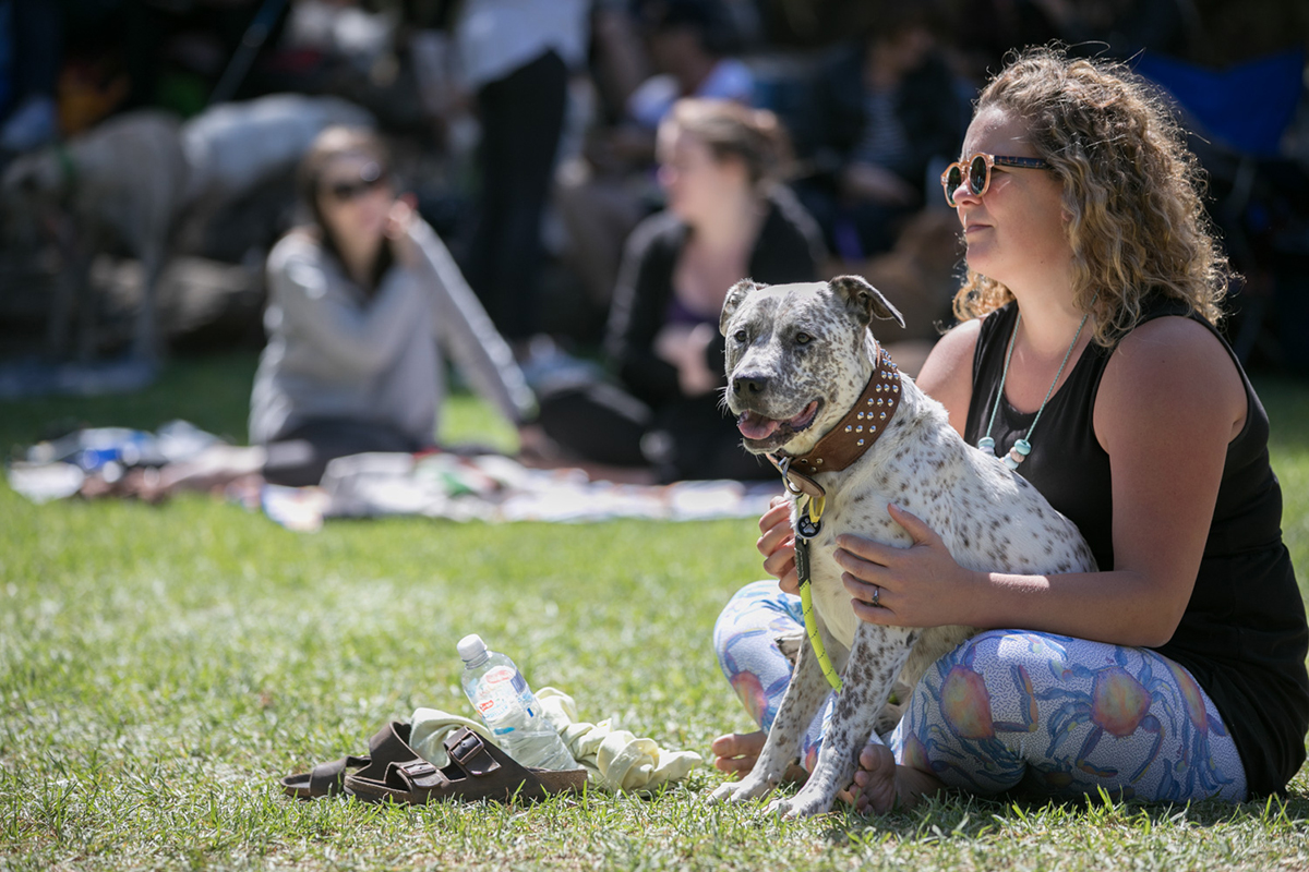 Dogapalooza Adelaide dogfriendly Music Festival March 17 Australian Dog Lover