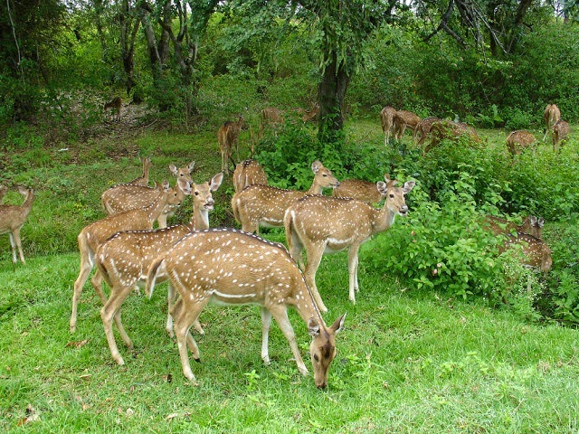 Bandipur National Park,Karnataka