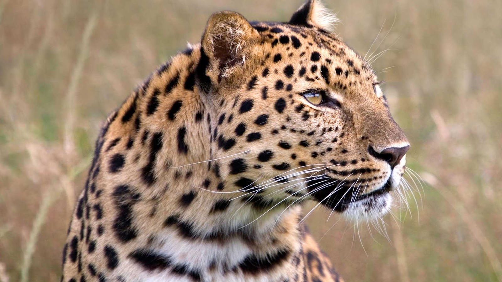 Leopard HD wallpapers 1080p