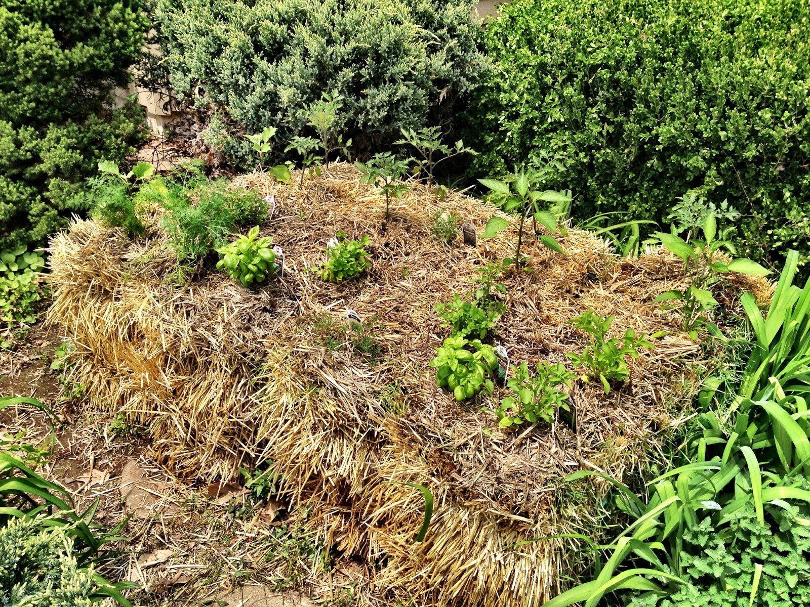 My Straw Bale Garden