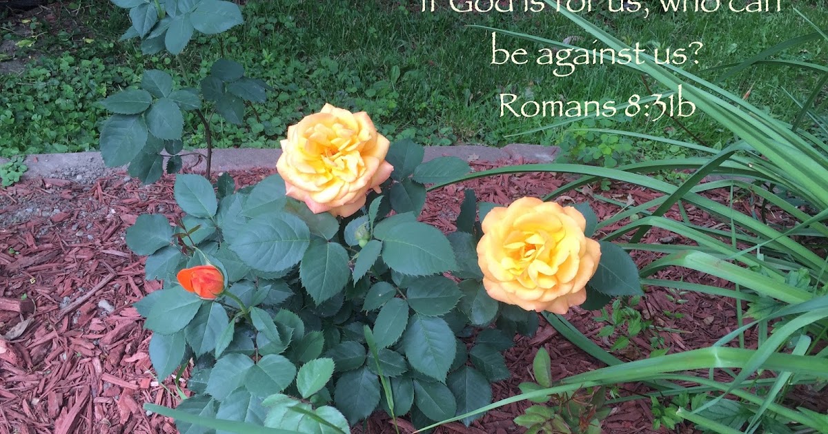 My Strength Romans 8 31b The Only Name my-strength-romans-8-31b-the-only-name