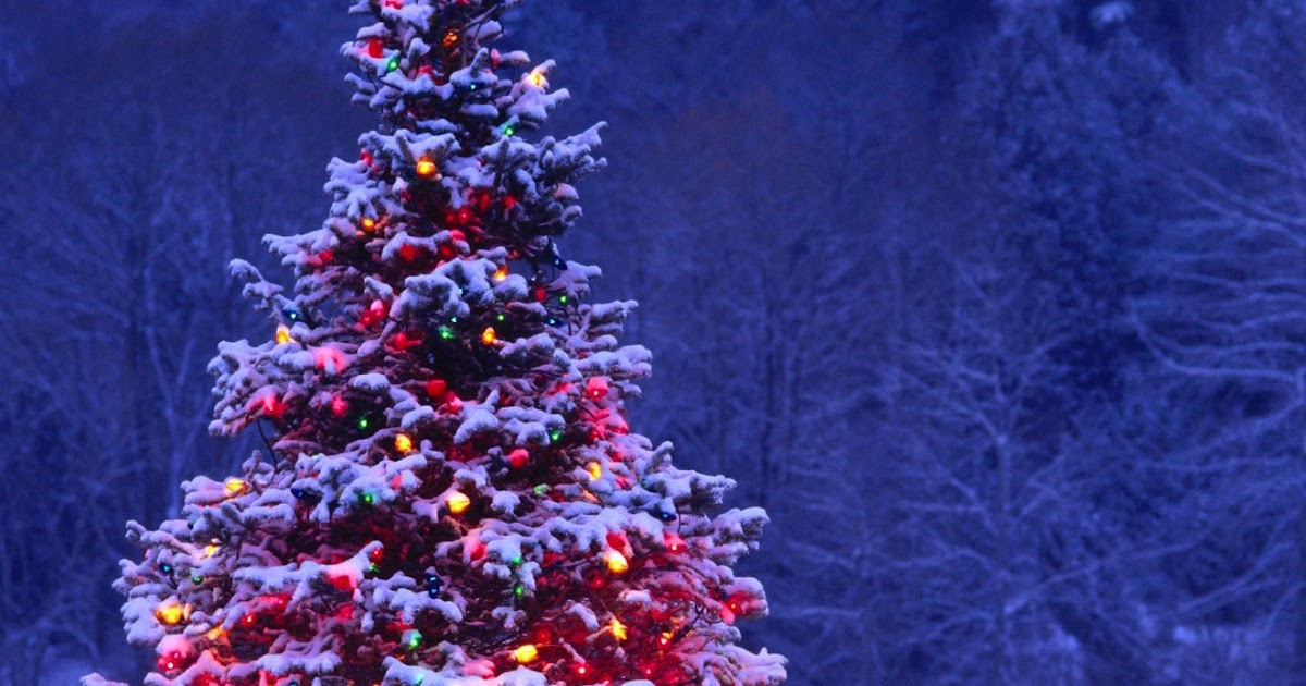 HOW TO GROW A CHRISTMAS TREE The Garden of Eaden