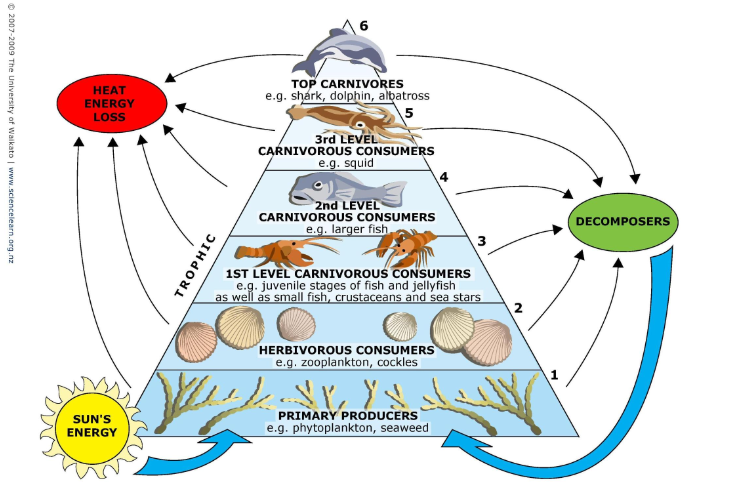 Rantai Makanan, Jaring-jaring Makanan, Piramida Ekologi, Piramida