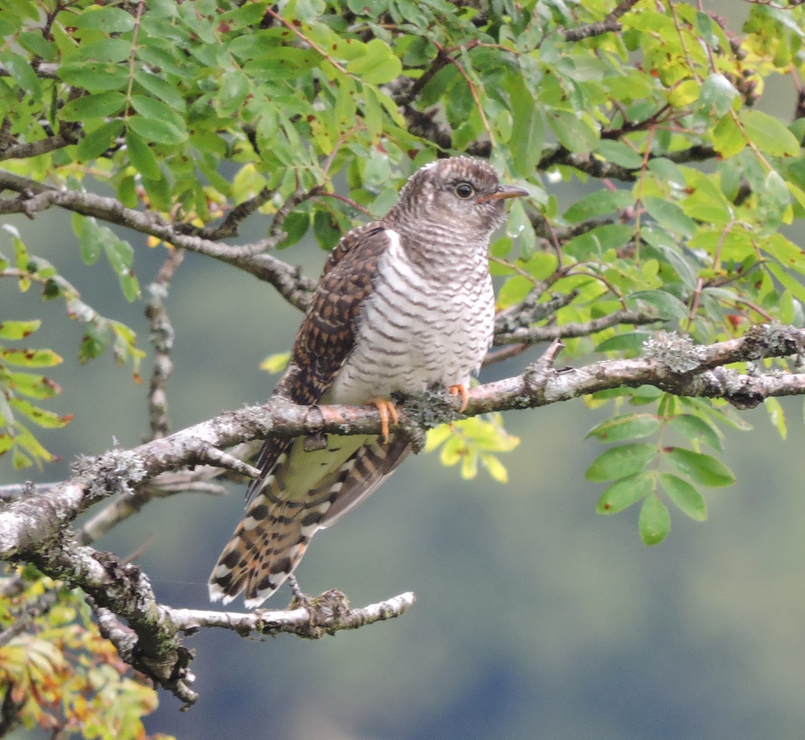 Cuckoo bird sounds picture