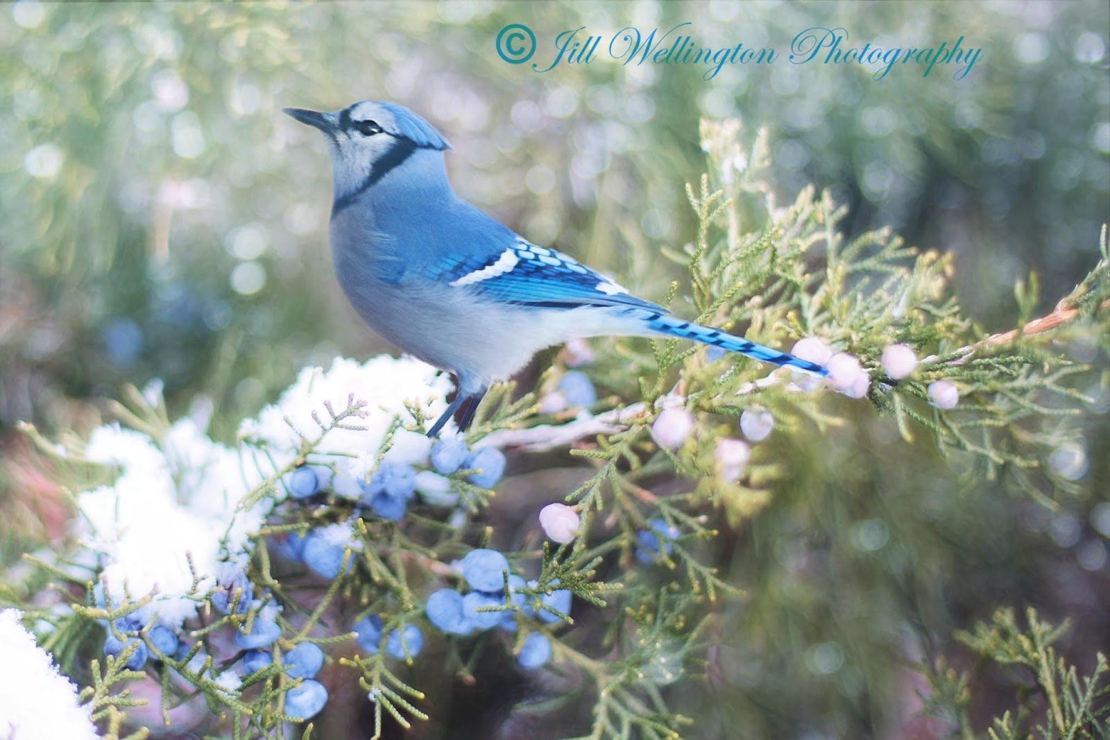 For Photographers: Michigan's Glorious Winter Birds